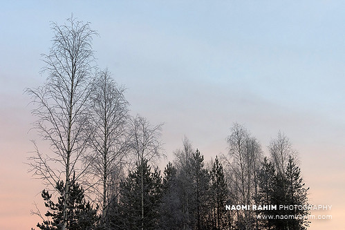 finland finnishlapland rovaniemi scandinavia europe landscape sunset pink sky cloud winter autumn travelphotography travel nikon nikond7200 nature frozen trees minimal wilderness