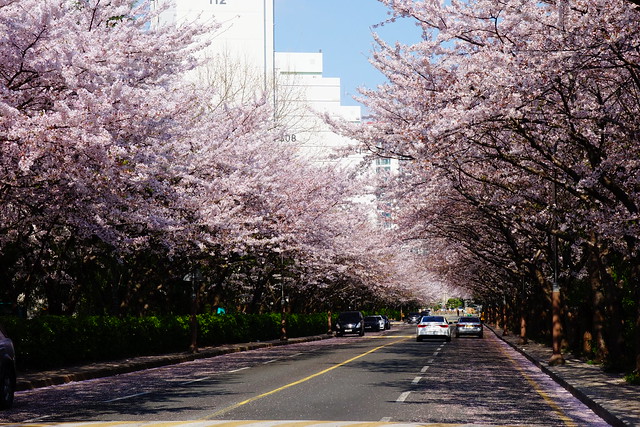 Cherry Blossoms - Busan, South Korea