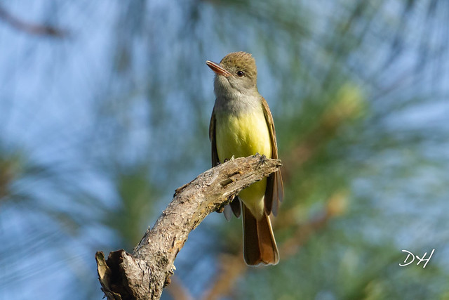 Great Crested Flycatcher Displaying Bright Sulfur Belly