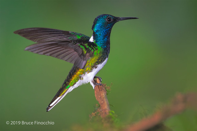 Male White-necked Jacobin With Wings Back While Perched