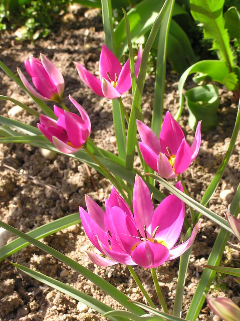 Tulipa humilis 'Violacea Yellow Base'