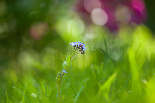 Forget-Me-Not