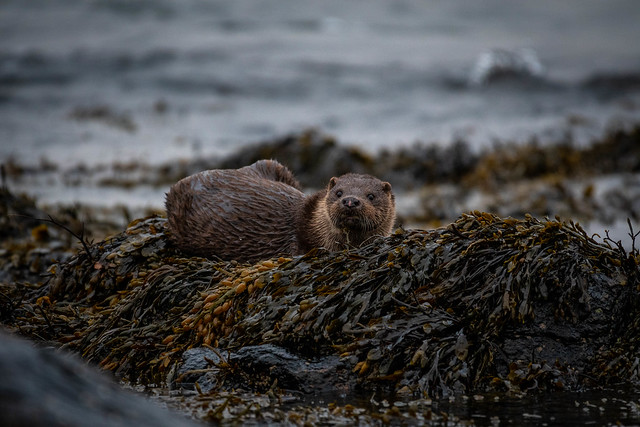 Aberdeen Harbour Otter.