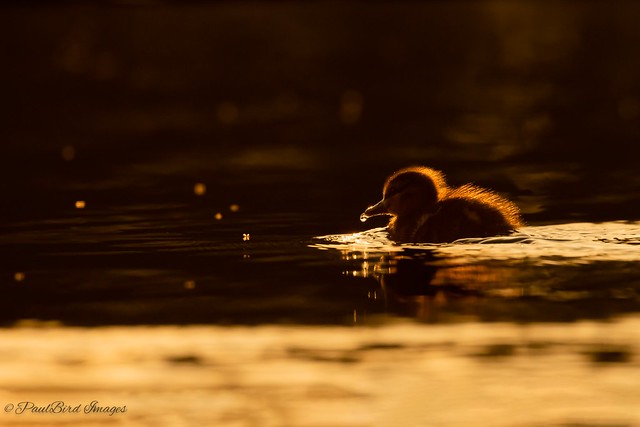 Ducklings playing