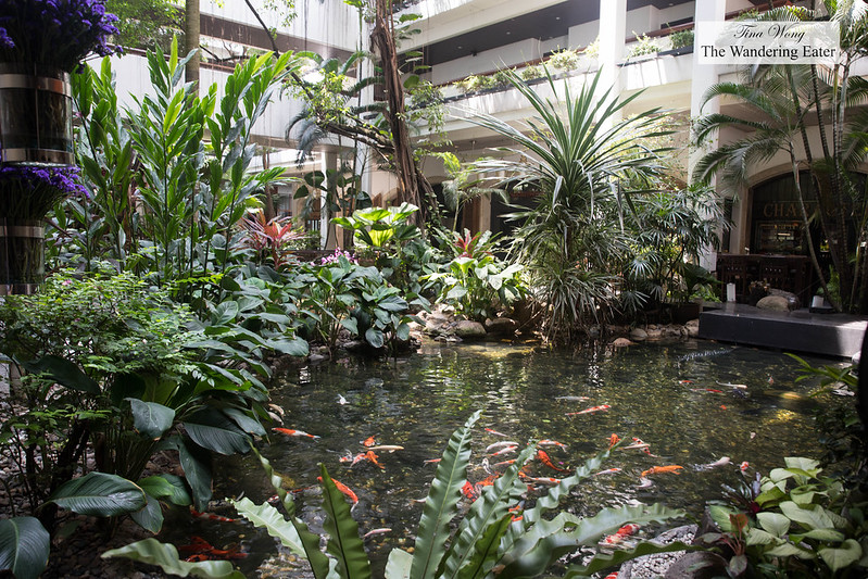 Indoor koi fish pond