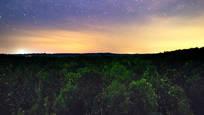 photo of fireflies in the treetops