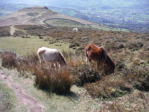Wild Ponies on ascent of Pen Cerrig-calch SWC Walk 333 - Crickhowell Circular (via Table Mountain and the Three Pens)