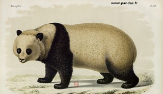 Panda minore