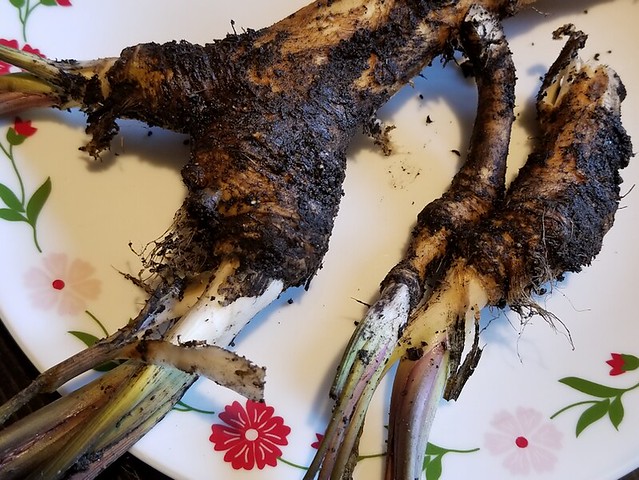 20190417.horseradish.roots