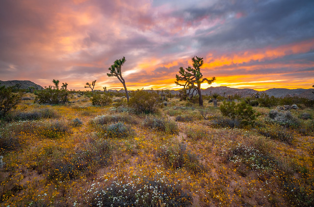 Red, Orange, Yellow Clouds Sunset! Joshua Tree National Park Wildflowers Superbloom Fine Art! California National Park Wild Flowers! Elliot McGucken Fine Art & Nature Photography! Springtime Flowers! Sony A7R III & 16-35mm Sony FE Carl Zeiss Zoom Lens F4!