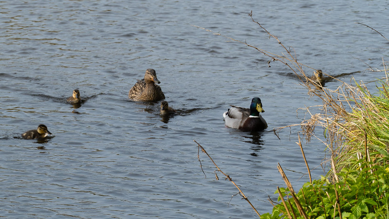 First ducklings, 2019