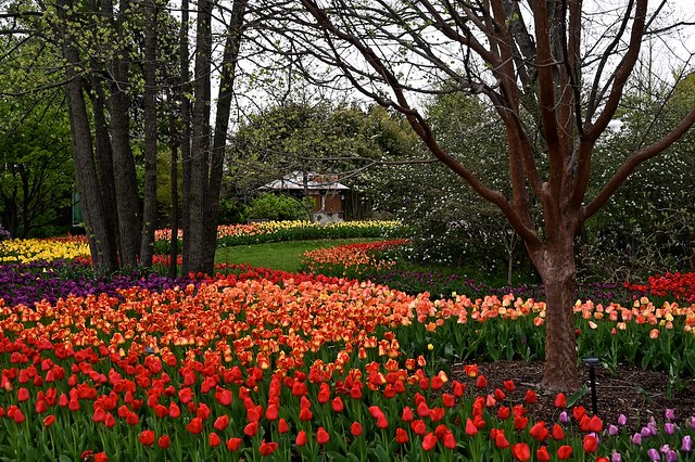 Tulips at the Cincinnati Zoo and Botanical Gardens