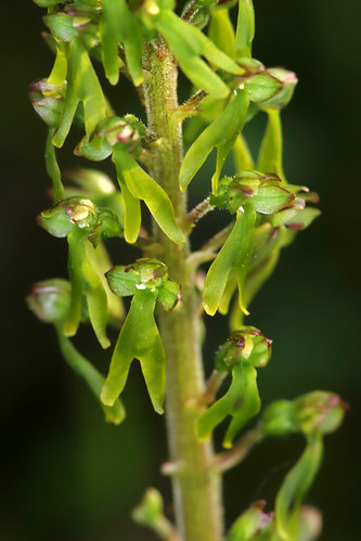 Common Twayblade Neottia ovata