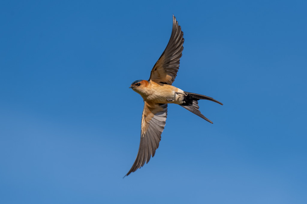 Red-Rumped Swallow - Andorinha-dáurica - Cecropis daurica