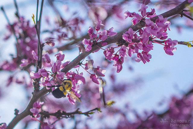 Red Bud Blossoms & A Bee