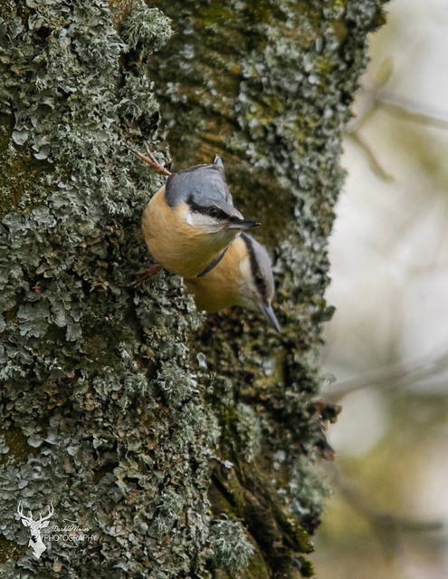 Nuthatch pair