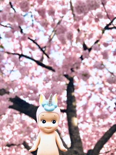 cherry blossom kungsträdgården, stockholm (20 years in bloom), sweden, april 24, 2019 🌸💖🌸