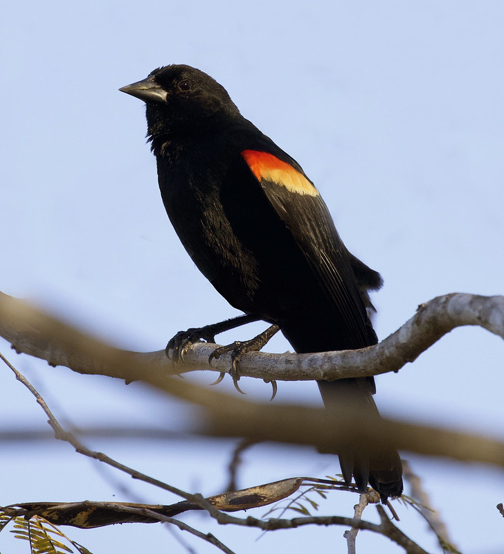 Red-shouldered Blackbird, Ascanio_Cuba 2 199A3467