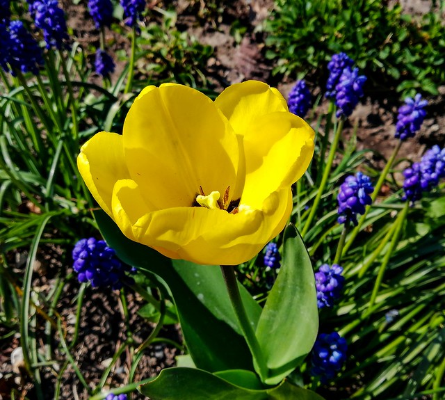 Yellow tulip in my garden