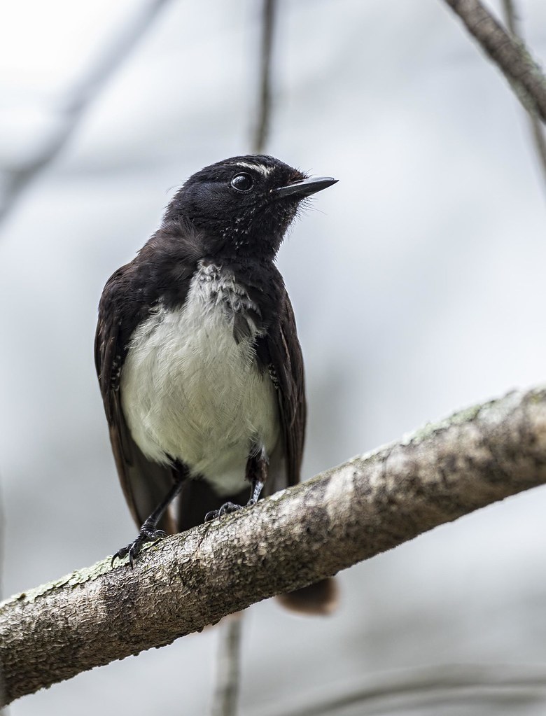 Willy Wagtail - Panania, NSW