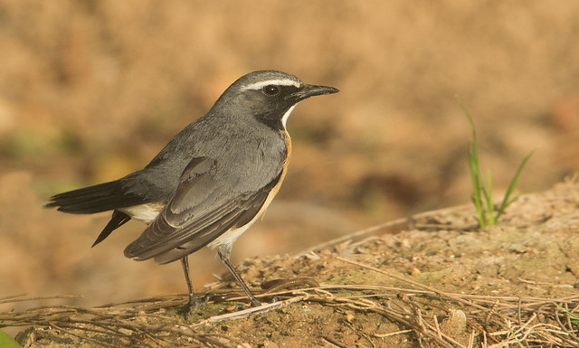 White Throated Robin (Male) Pale Type