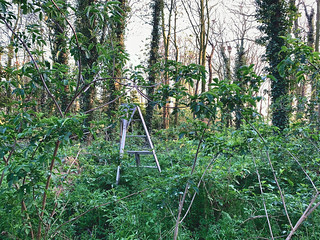 Ladder in the woods