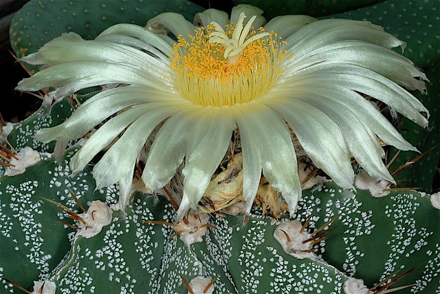 Astrophytum ornatum glabrescens   Mexique