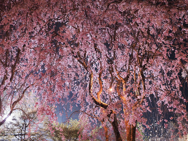 或るしだれ桜 | Weeping cherry blossoms 3