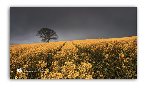 rapeseed oil canola fields yellow flowers lone tree dark grey skies clouds comber road killyleagh county down northern ireland itsnotalwaysblueskies ronnielmills landscape photography