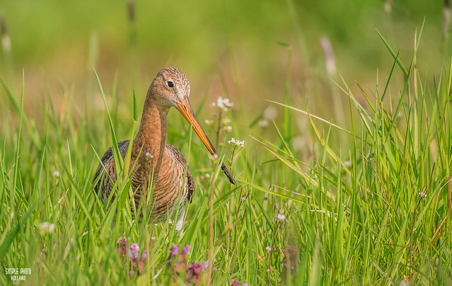 Godwit in the high grass looking for food