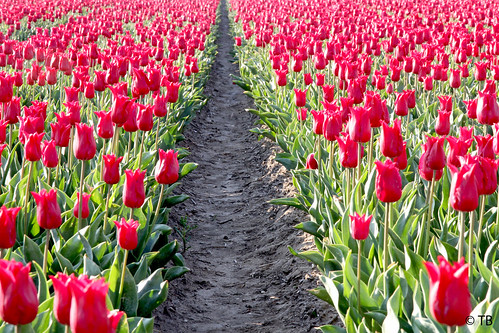 Tulpenroute Noordoostpolder | Met ruim 2.000 hectare bollenv… | Flickr