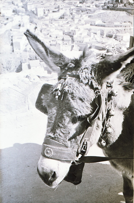 Burro del vendedor de cerámica en el Valle, años 60. Fotografía de Victoriano de Tena Sardón