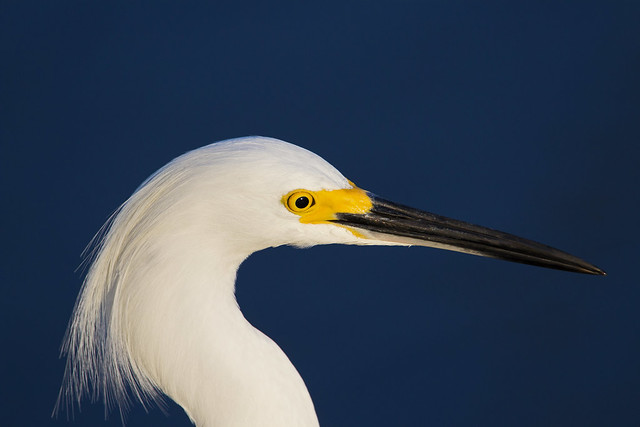 Snowy egret (Egretta thula) - Playa Pesquero, Holguin, Holguín Province, Cuba - Feb 2019