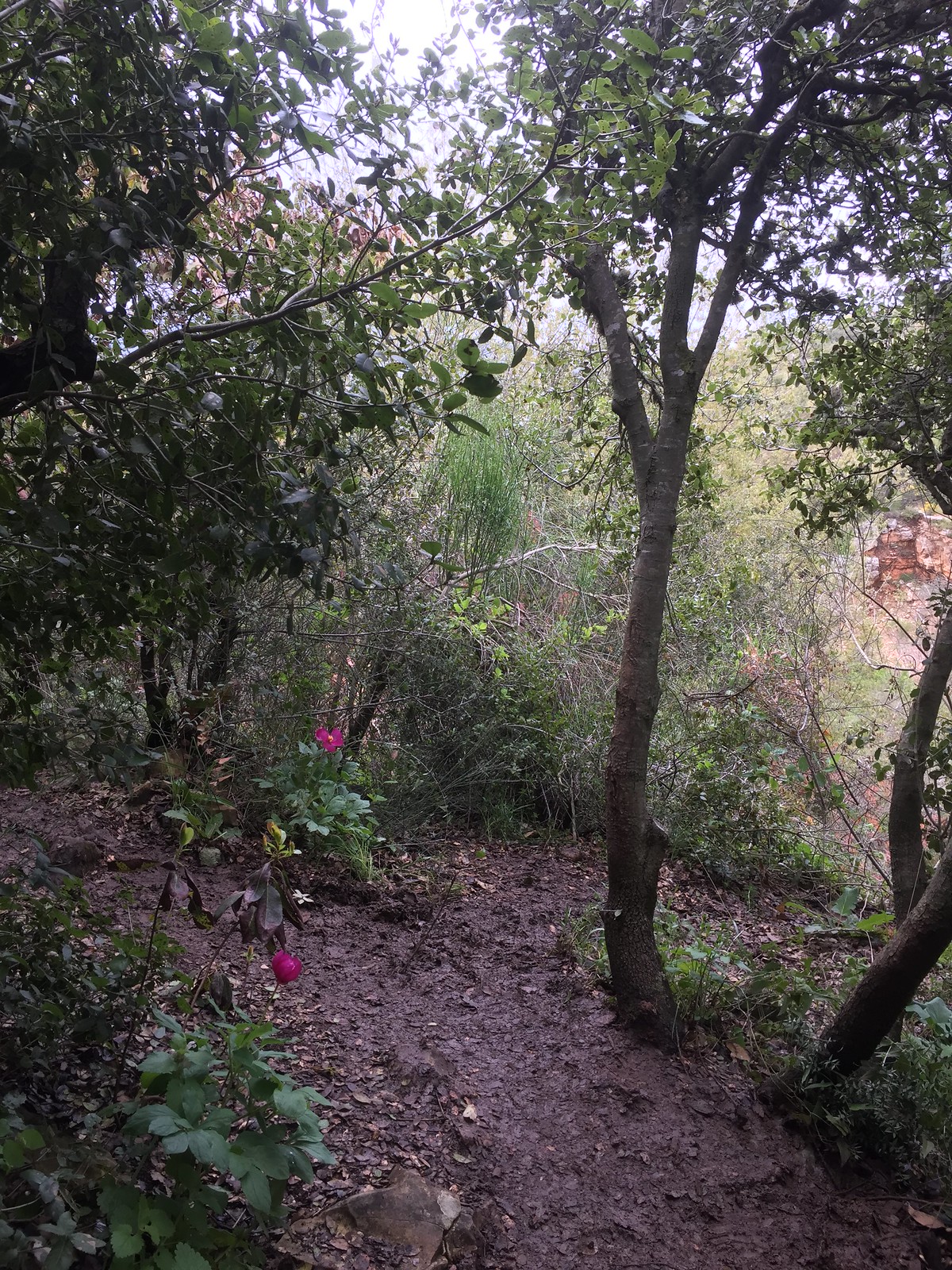 Wild peonies in an arbutus and oak forest