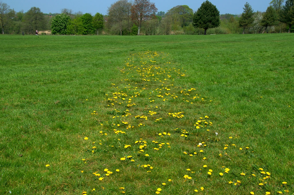 Intrigued with this oblong line of dandelions at Haslam Park