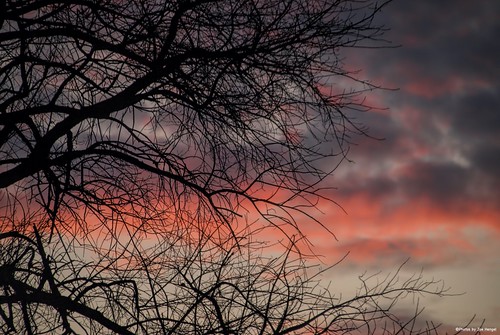 singed silhouette silhouettes treebranch tree clouds evening eveningskies sunset ephratapa ephrata pennsylvania lancastercounty