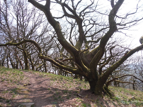 Oak Tree on Twyn-yr-Allt SWC Walk 334 - Sugar Loaf (Abergavenny Circular)