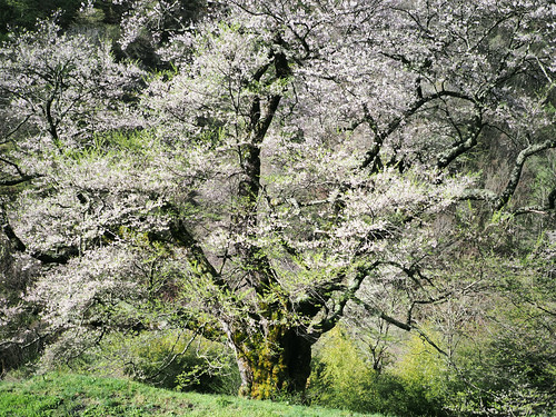 cherryblossoms japan outdoor olympus nagano