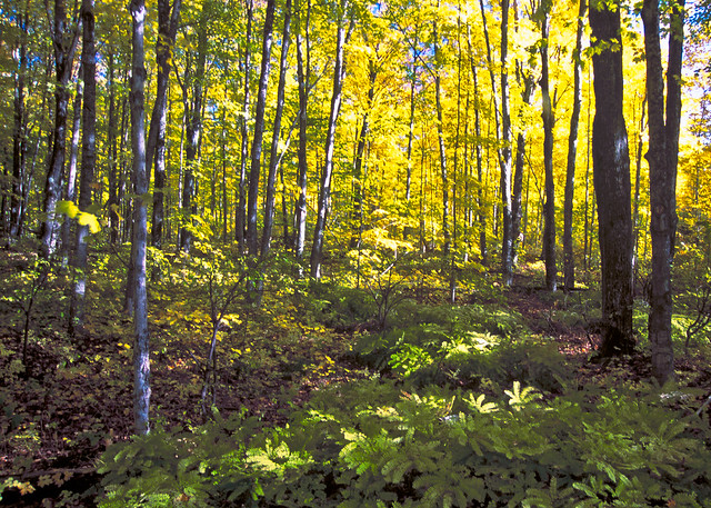 A forest on Michigan's Upper Peninsula