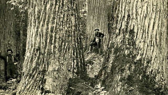 Mid-19th century photo American chestnut tree