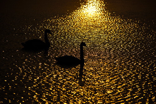 swans sunrise water ripples sillouete suffolk