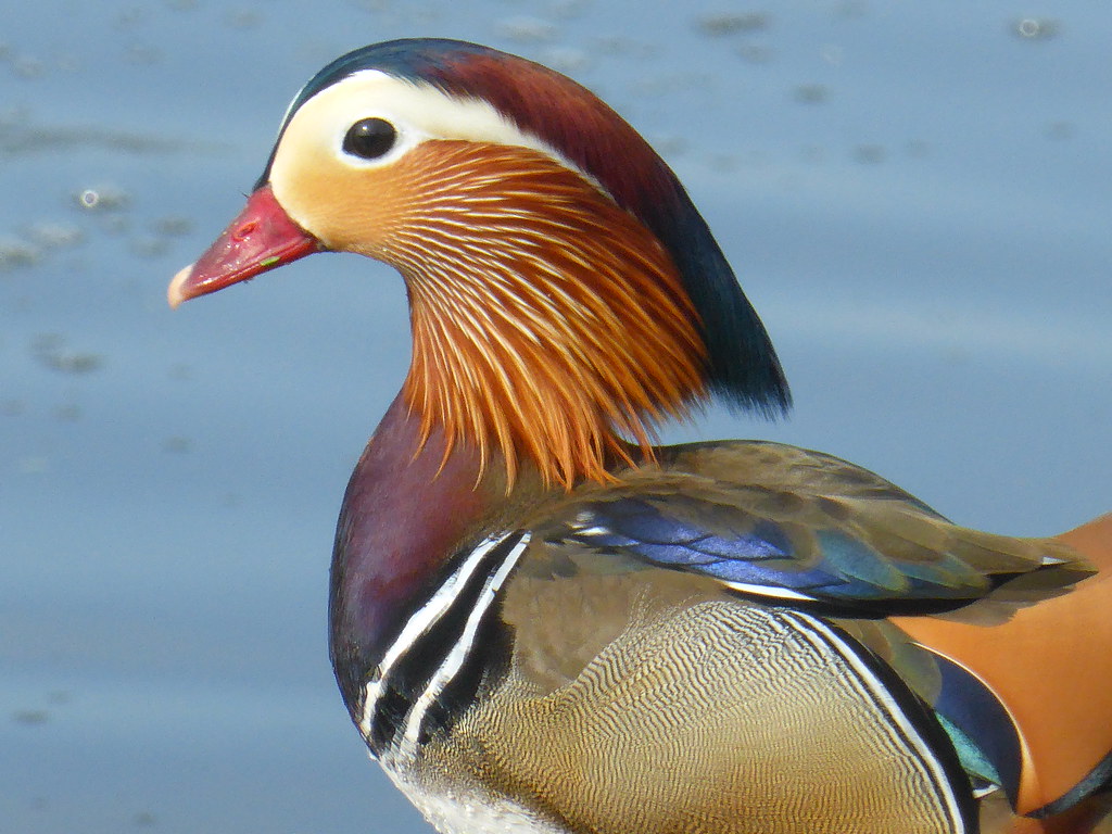Mandarin Duck | Mandarin duck (Aix galericulata) male... not… | Flickr