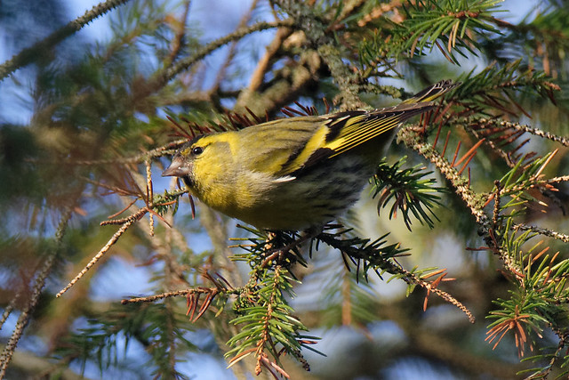 Siskin male Cooley mountains