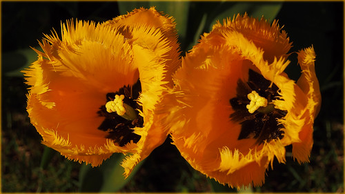 My beautiful spring twins | by Ostseeleuchte