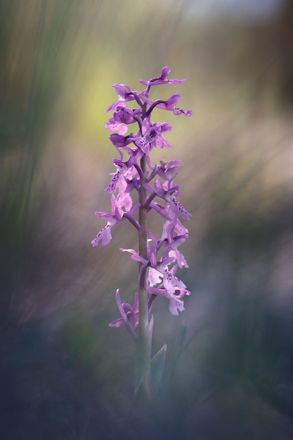 Orchis mascula subsp. olbiensis