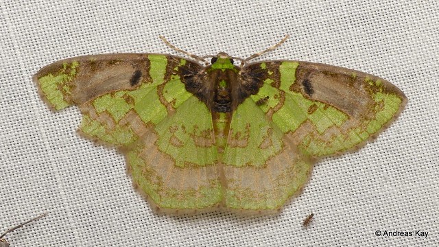 Geometer Moth, Nemoria sp., Geometridae