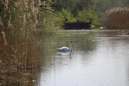 Swan near Bough Beech Reservoir Cygnus olor