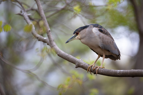 nycticoraxnycticorax blackcrownednightheron