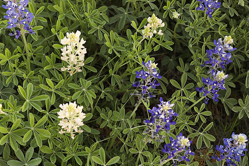texas strawn palopintocounty mtmarioncemetery sunset bluebonnets flowers spring gravestones lupinustexensis texasbluebonnets lupine white wyojones np