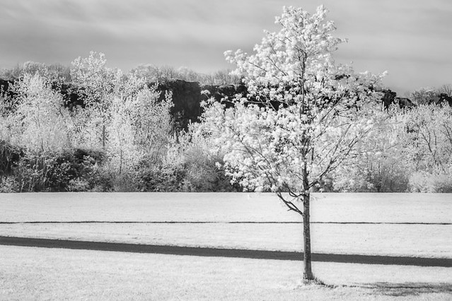 Spring Blossom BWSpring Blossom - Infared balck and white photograph of flowering tree blossoming at Laurel Hill, in Secaucus, New Jersey during the Spring.Susan Candelariohttp://www.sdcphotography.com/http://www.sdcphotography.com/